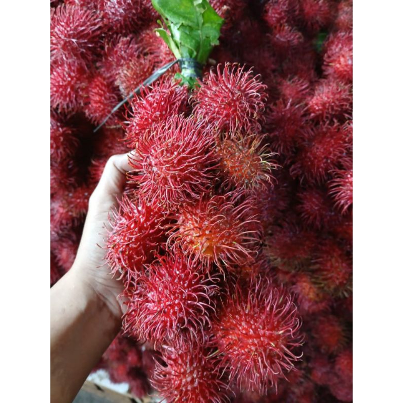 

INSTAN - RAMBUTAN BINJAI MANIS 3IKAT LEBIH MURAH