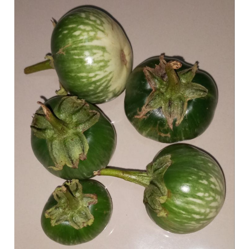 

Terong lalap hijau harga per kg