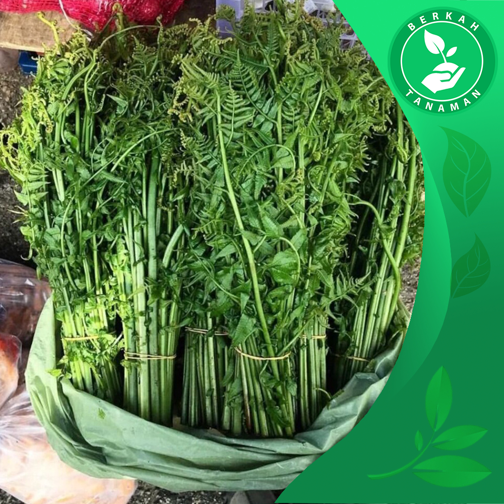 

Pakis Sayur Fresh Kualitas Super 1kg Dipetik Ketika Orderan Masuk