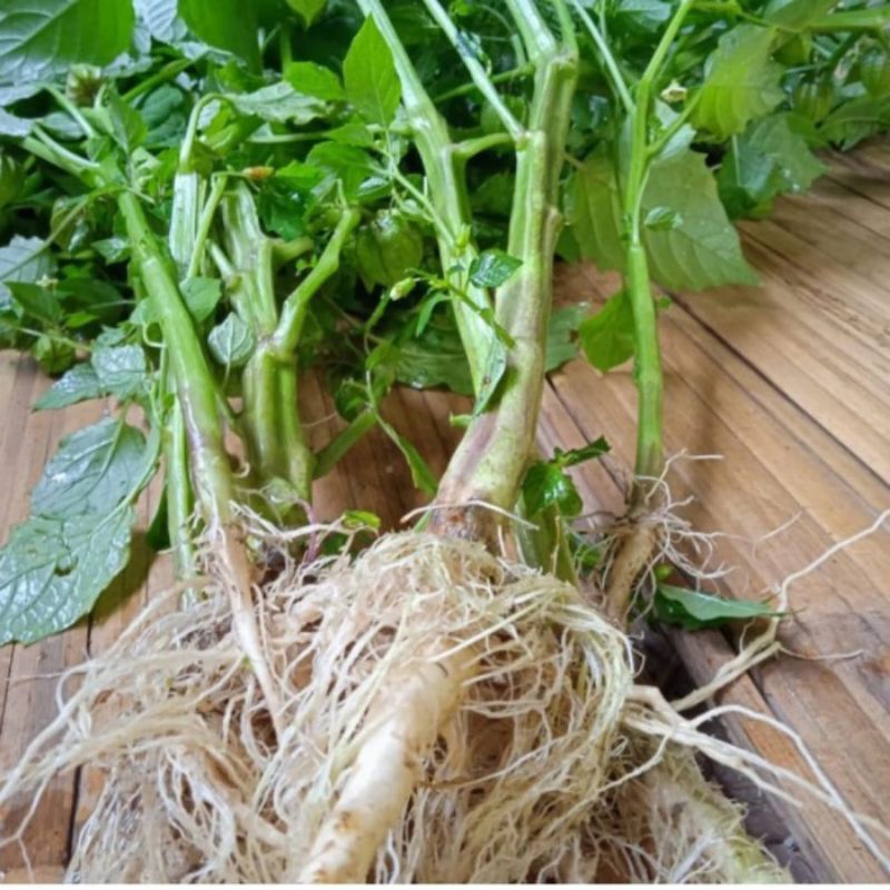 

ciplukan cecendet(akar batang daun buah)fresh segar per250gr herbal banyak manfaat