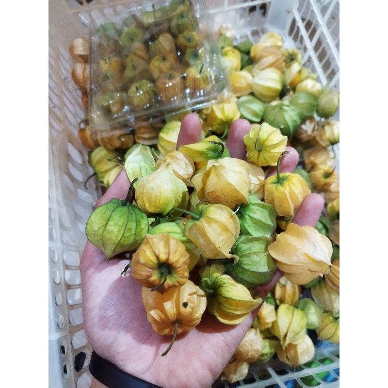 

Buah ciplukan segar goldenberry 1kg siap makan