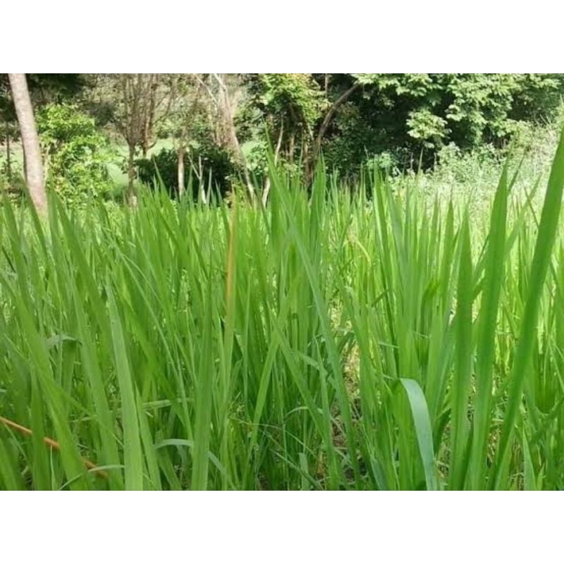 

Paket 1 kg daun Alang Alang segar-az