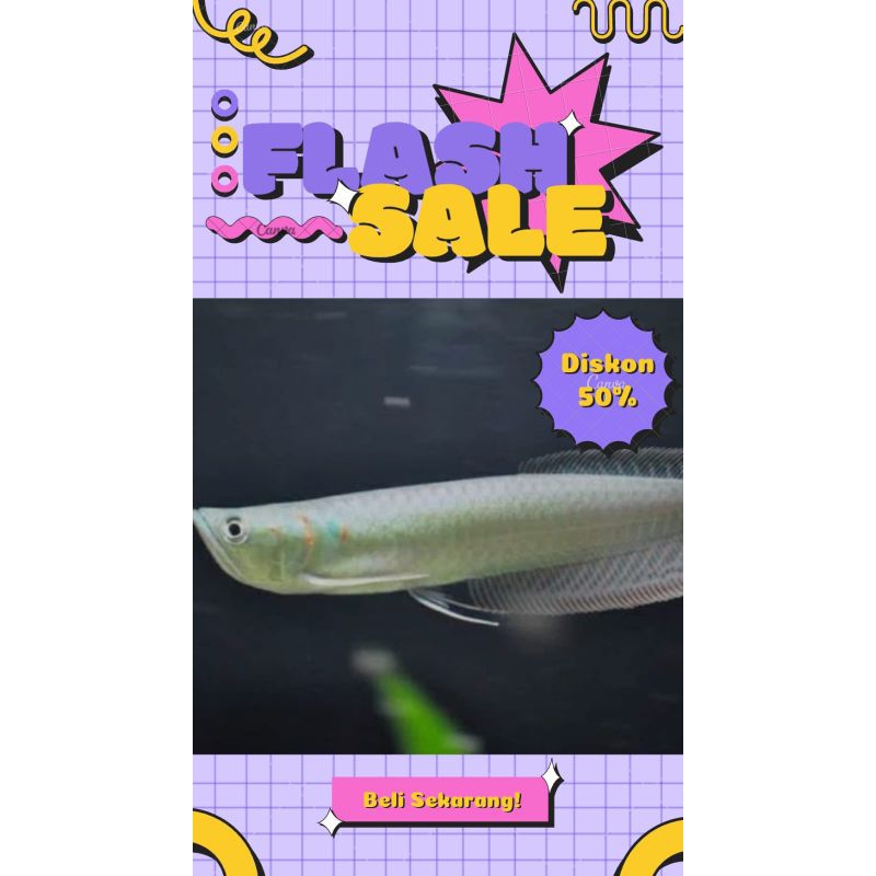 Arowana/Arwana Silver Red 10-12CM #PromoSpecial