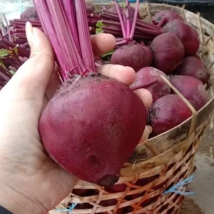 

BIT FRESH BEETROOT HERBAL