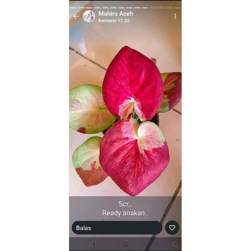 Tanaman Caladium Sub cha Roen SCR remaja