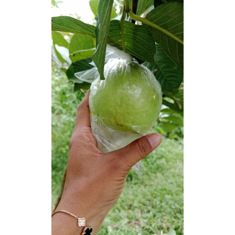 

Paket Hemat Jambu Kristal 3kg Grade A
