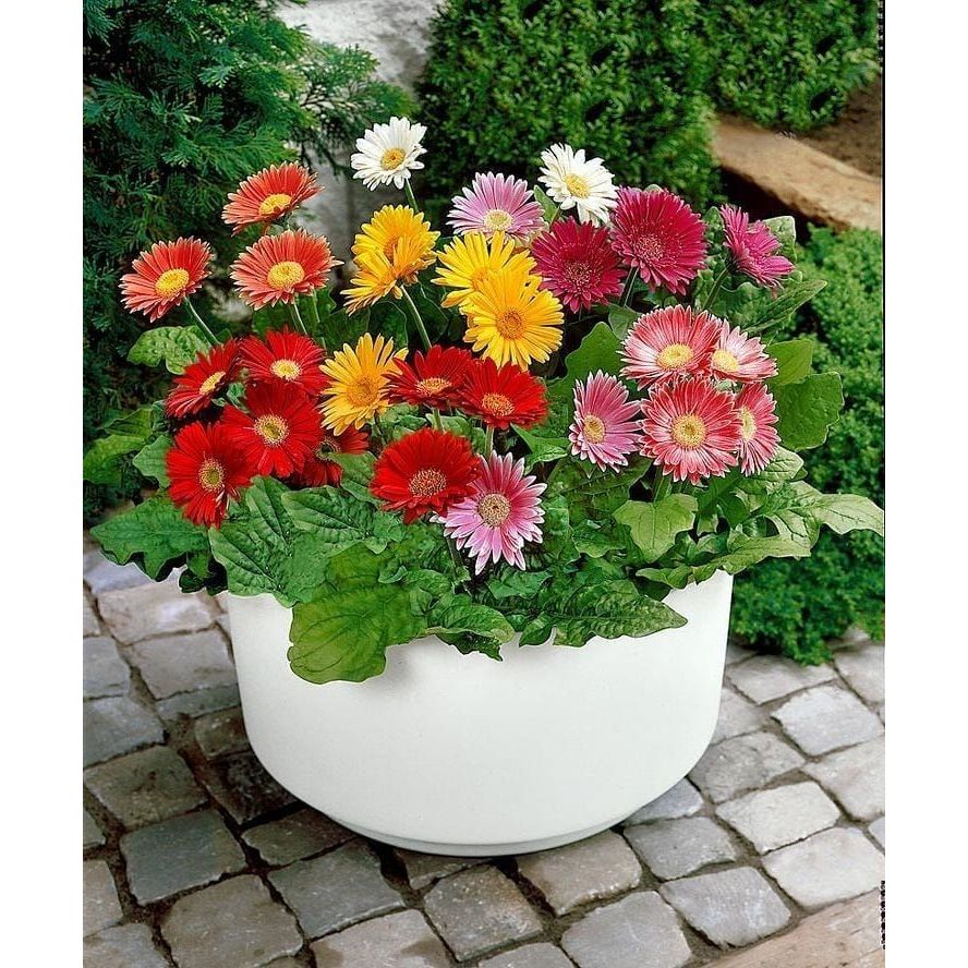 Bunga Herbras /Tanaman Hias