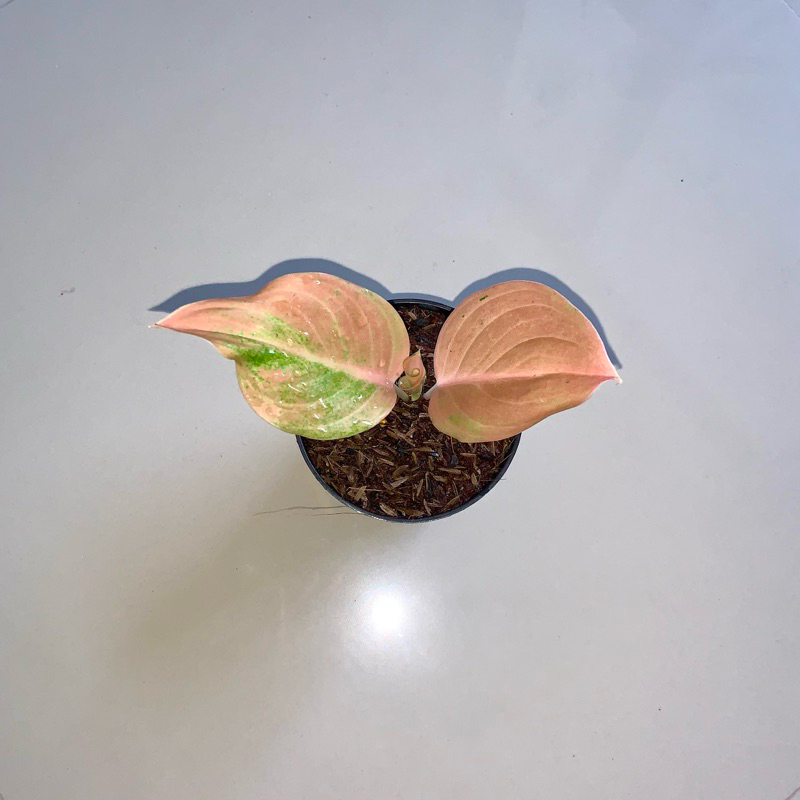 Aglaonema Golden love