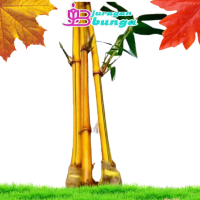 BAMBU KUNING / TANAMAN HIAS BAMBU KUNING