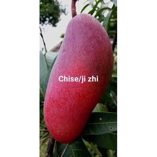 bibit mannga zhi ji merah original