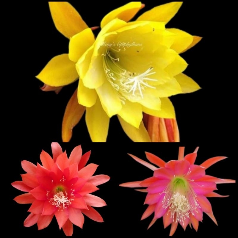 Epiphyllum Wijaya Kusuma Hybrid (import) paket rooting 3 jenis