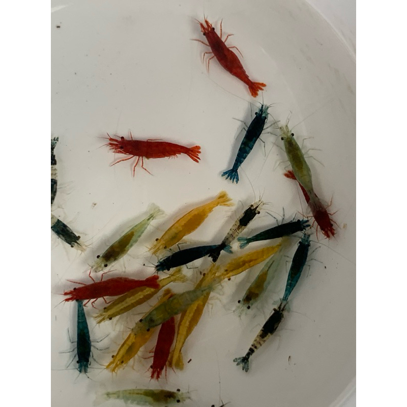 

udang hias paket campur isi 25e