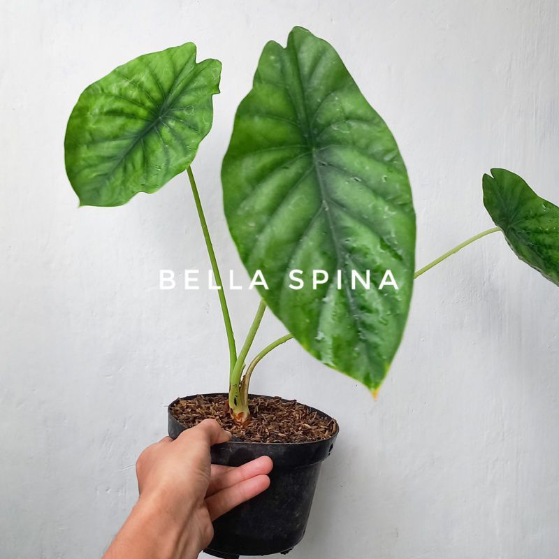 Alocasia Dragon Scale Hijau Tanaman Hias