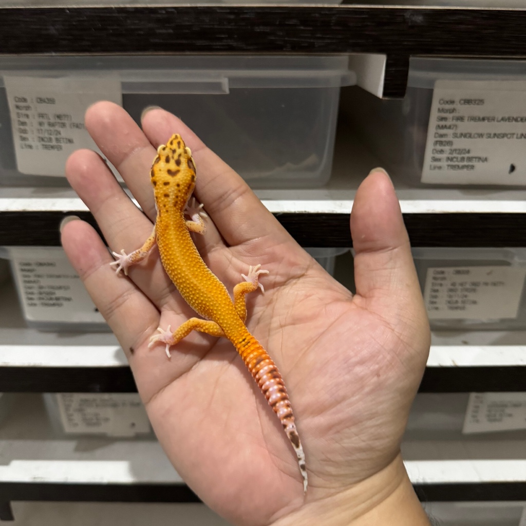 BELL PH RADAR CBA400 JANTAN Mainan Anak Lucu Jinak Gecko Geko Leopard Gecko