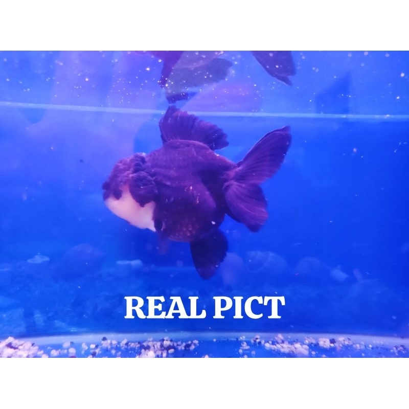 Mas koki oranda panda size 11-12cm