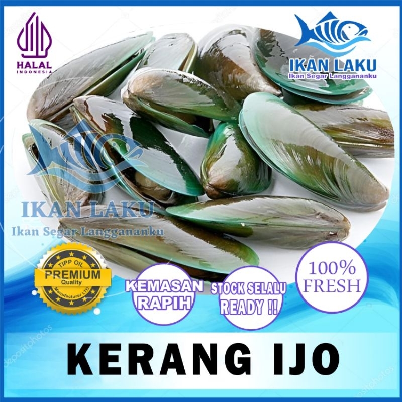 

KERANG IJO PREMIUM FRESH TERMURAH BERGARANSI IKAN LAKU IKAN SEGAR IKAN BEKU