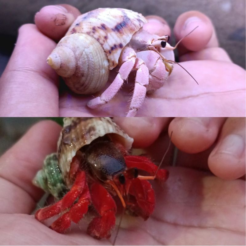 Rugosus M In Telembu Natural