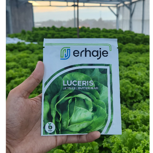 [1000 Pills] Benih Bibit Selada Bejo LUCERIS Benih Lettuce Butterhead By Bejo Seeds