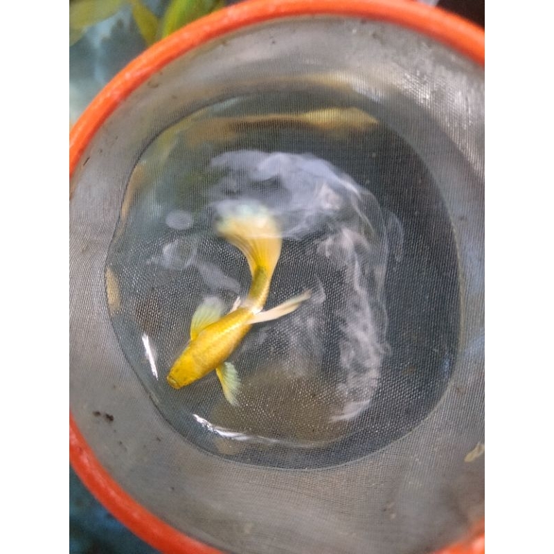 Ikan guppy Full Gold sepasang line Vietnam