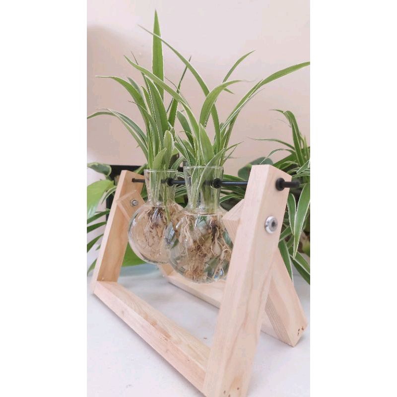 Pot kayu pot kaca tanaman hias tanaman air