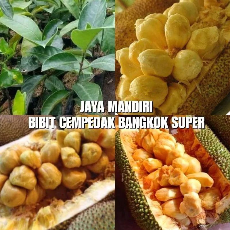 BIBIT CEMPEDAK BANGKOK (CEMPEDAK MADU) SUPER
