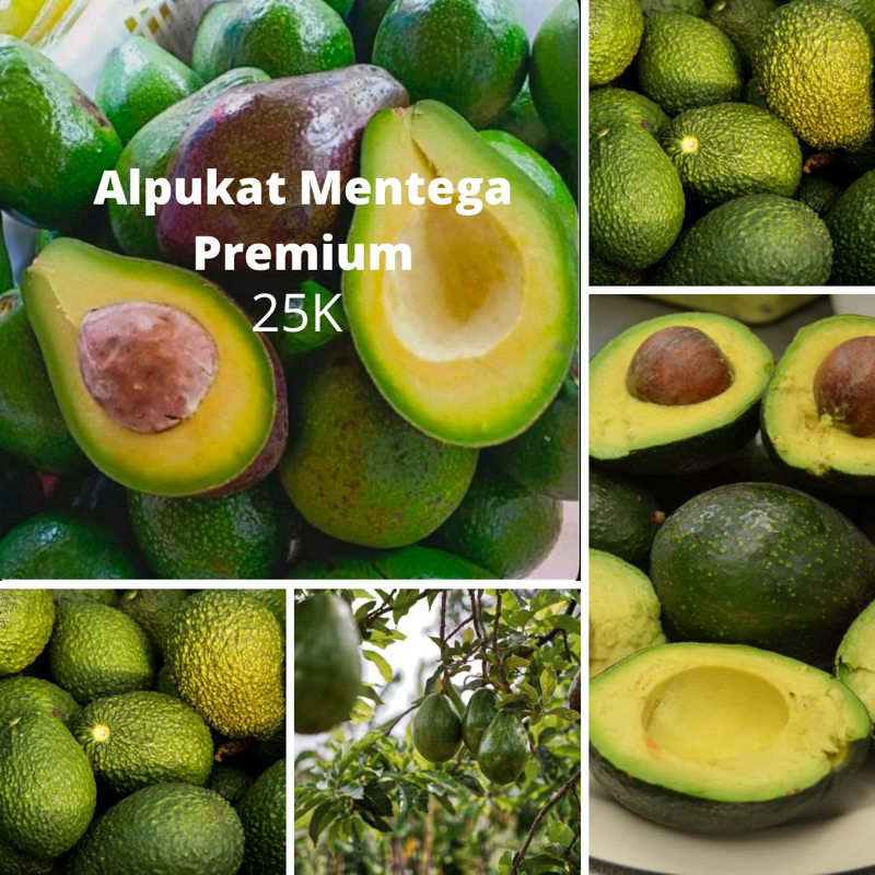 

Alpukat Mentega Premium Murah Berkulitas