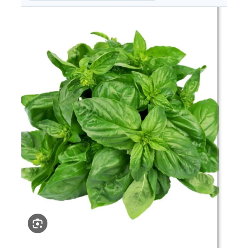 

Sayur Daun Basil Segar ½kg -500 gram