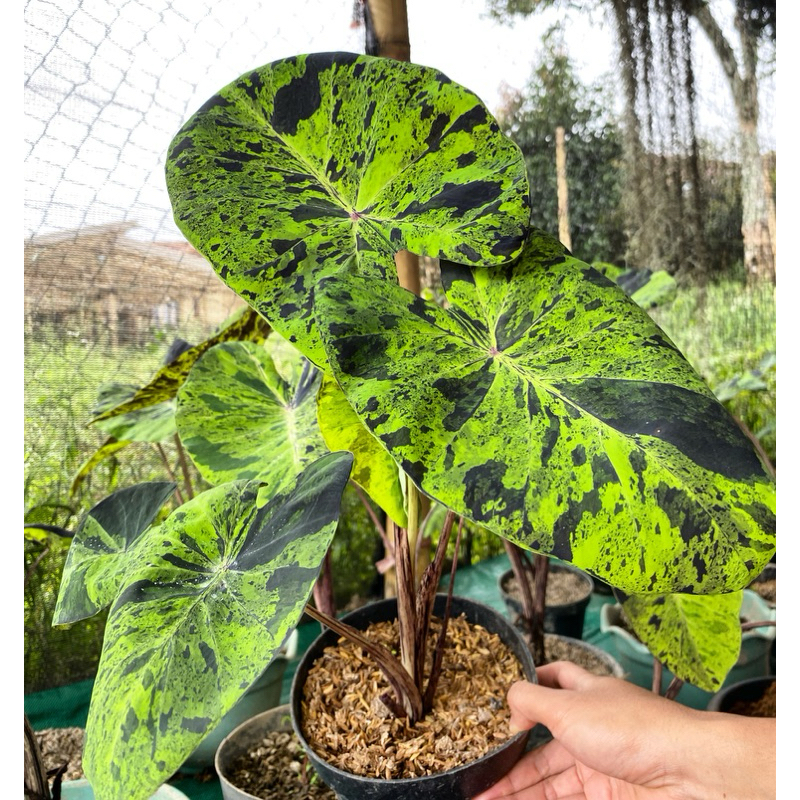 Colocasia Mojito