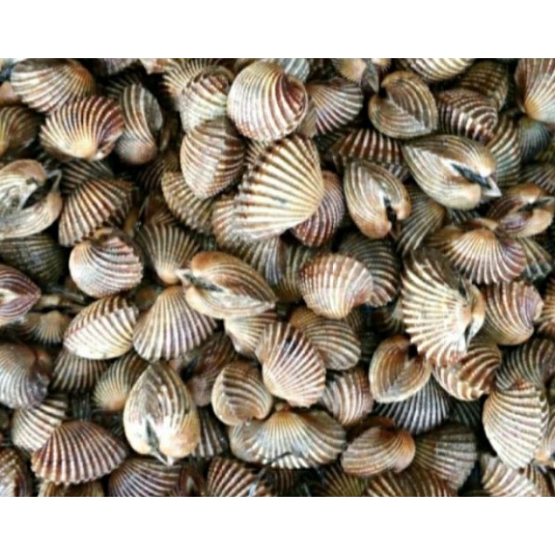 

Kerang Dara 500gr per pack, Ready Stock Delivery Jogja