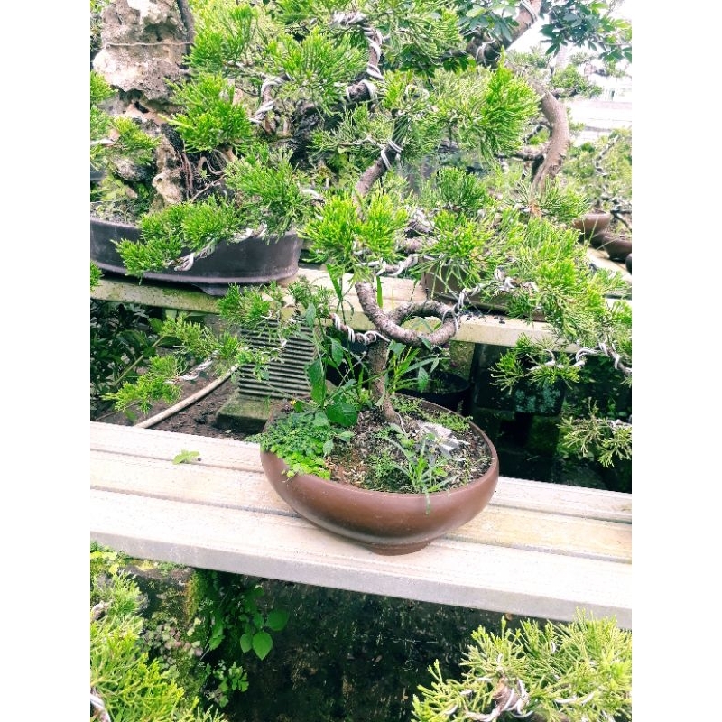 BONSAI CEMARA SINENSIS MEDIUM TINGGAL PAJANG