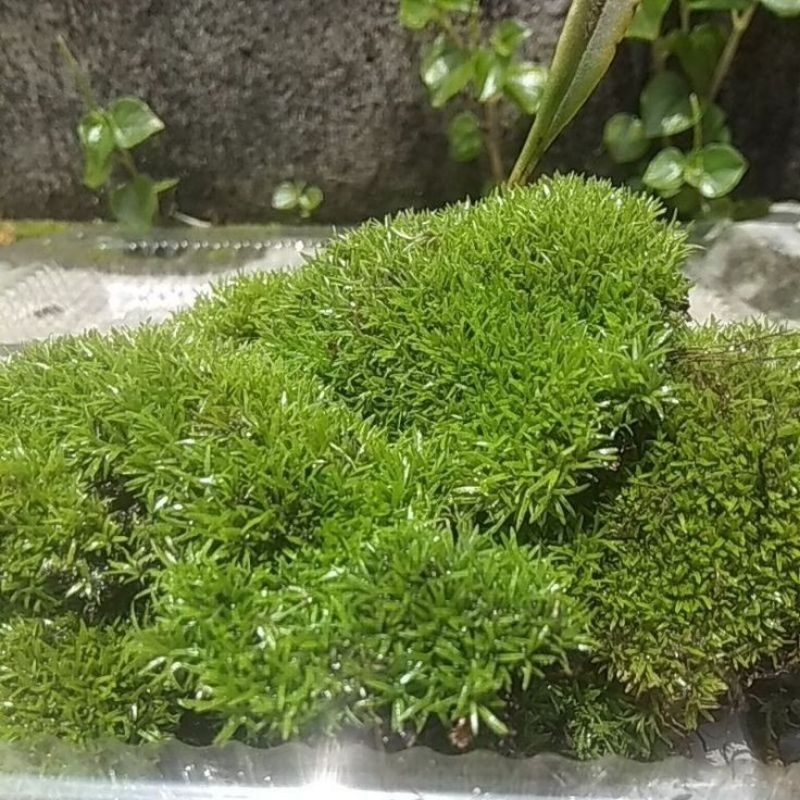 MOSS MUTIARA PEARL MOS DARAT HIASAN PALUDARIUM TERARIUM VIVARIUM