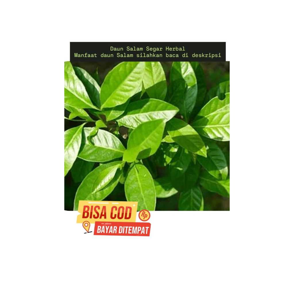 

Daun Salam Segar Herbal Per 50 Lembar Daun Salam