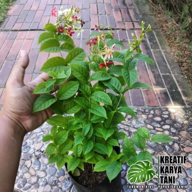 MELATI BELANDA-MELATI BUNGA- MELATI BELANDA DEWASA