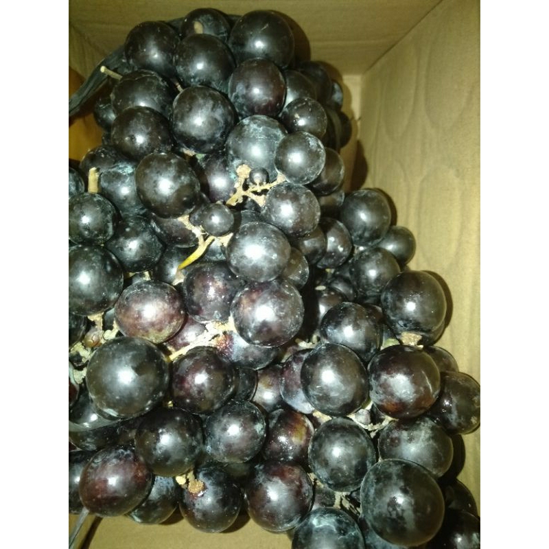 

Buah Angur Hitam manis segar