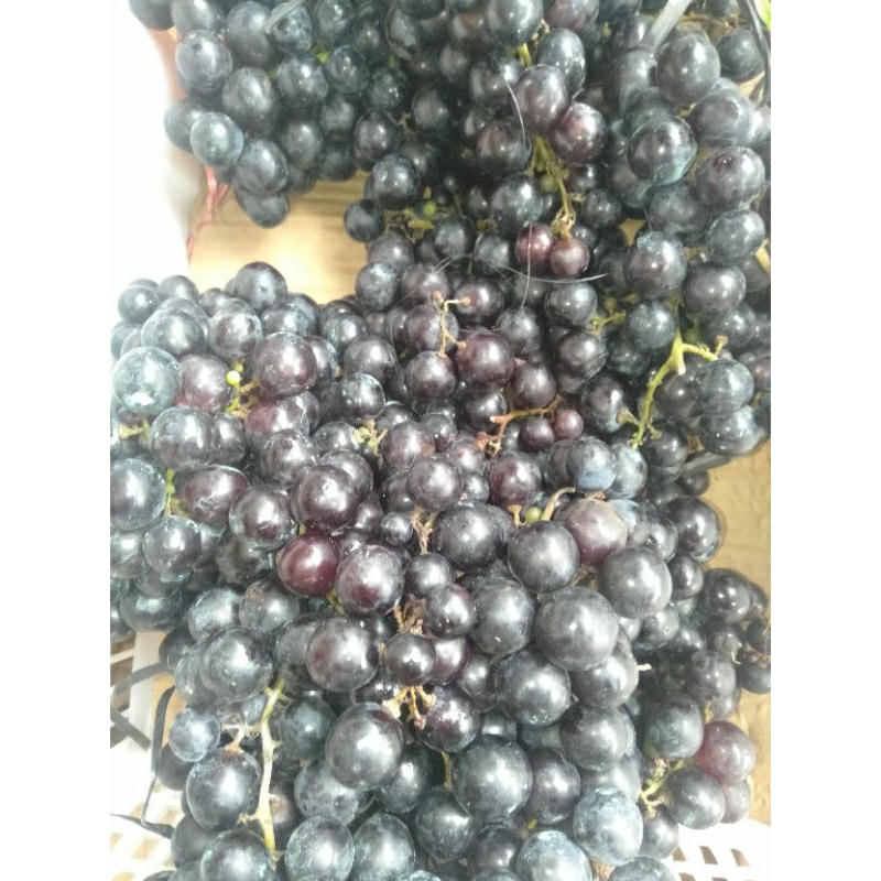 

Buah Angur Hitam manis segar