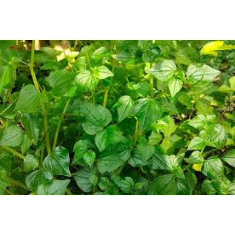 

Daun sirih cina,Tumpang air