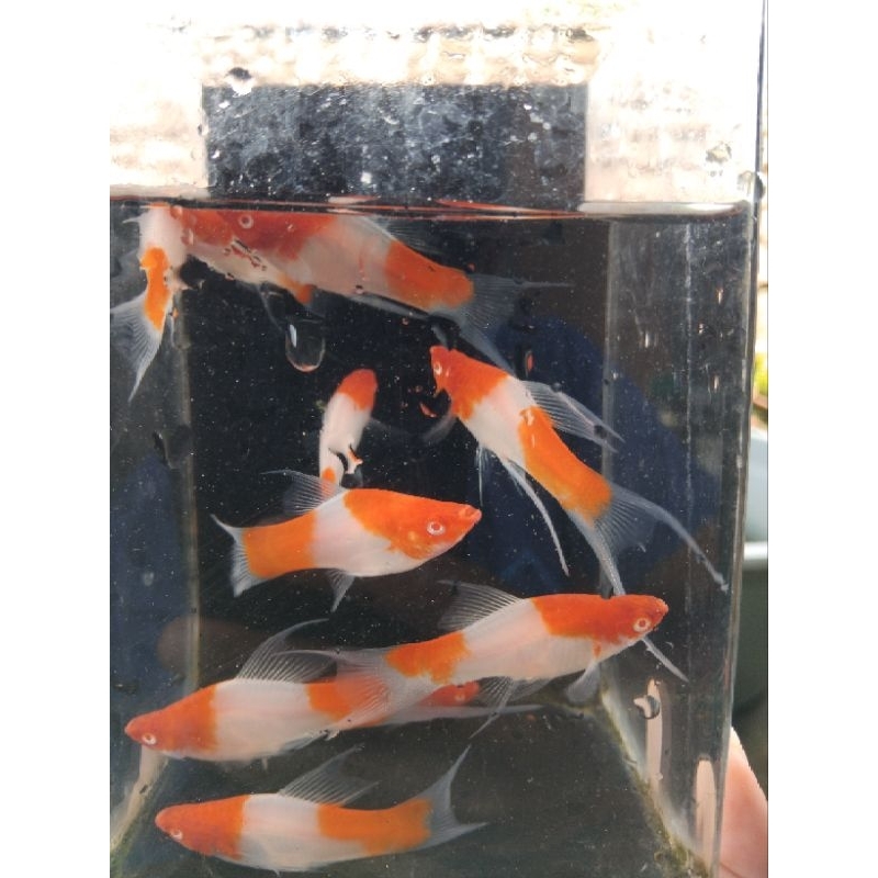 Platy Kohaku Lyrtail/Cawang