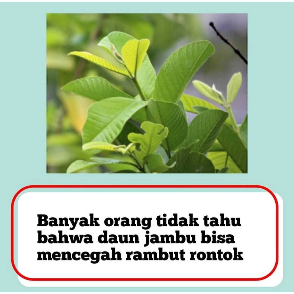 

Daun Jambu Biji Segar Isi 50 Lembar