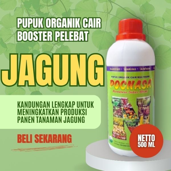 Pupuk Organik Cair Penyubur Jagung Manis Pipil PopCorn  Masa Pertumbuhan Pembesar Buah