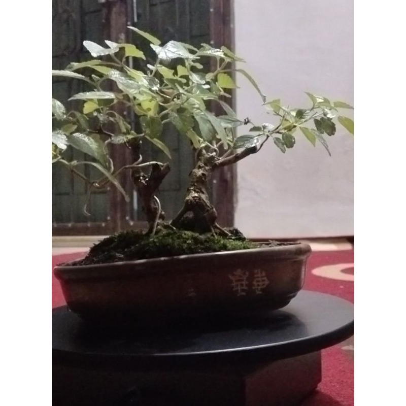 bonsai lantana bunga ungu