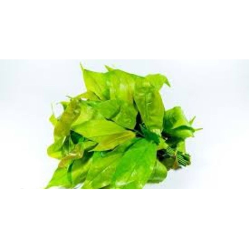 

daun tangkil 250 gram