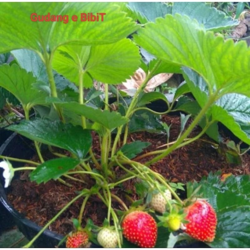 Bibit Strawberry Murah | Bibit Buah Strawberry