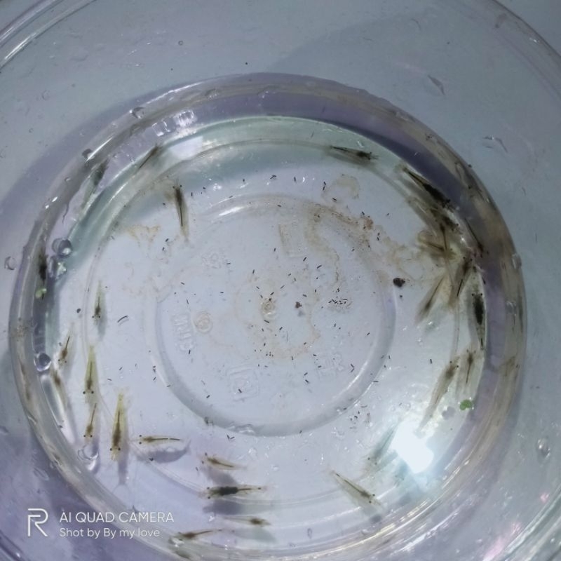 Amano Shrimp Aquascape(Ada bonus)