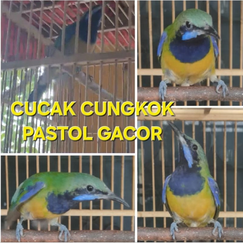 CUCAK CUNGKO CUNGKOK JANTAN GACOR