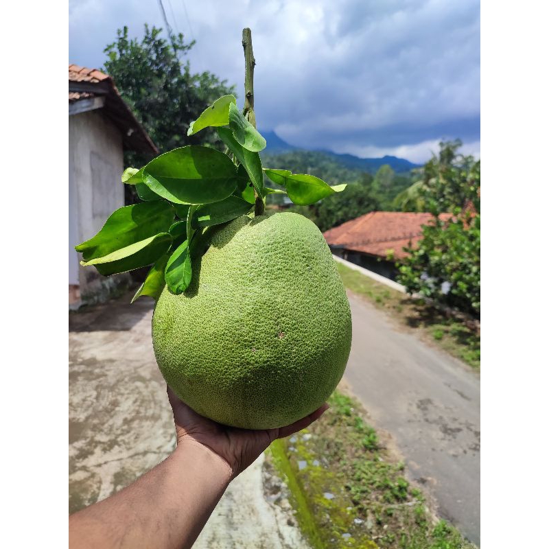 

jeruk pamelo madu ukuran 1.3kg-1.6kg tangkai