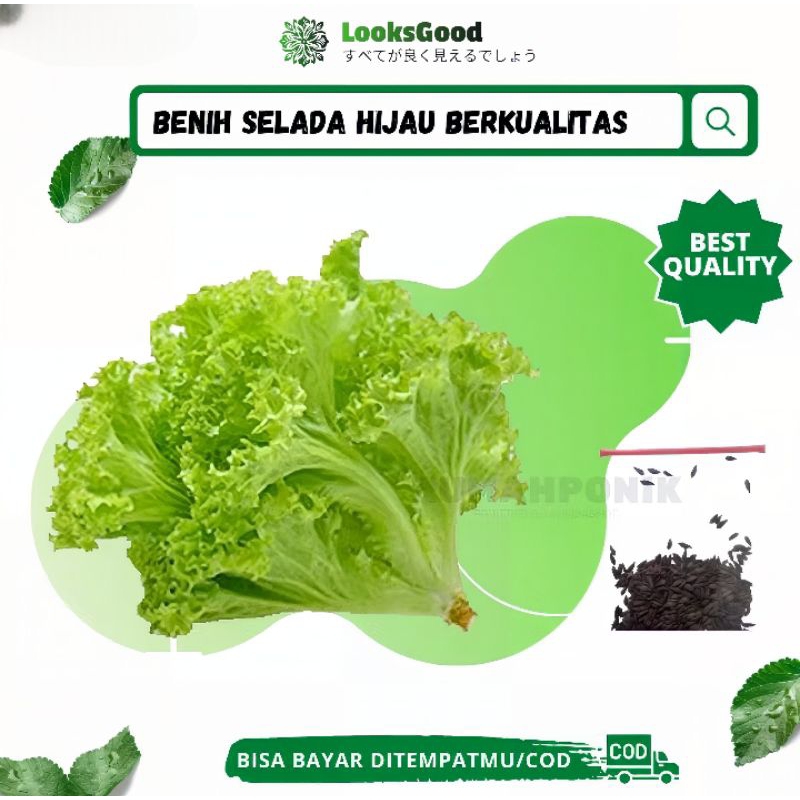 Ratusan Benih Sayuran Selada Keriting Hijau / Benih Selada Hijau / Bibit Selada Hijau