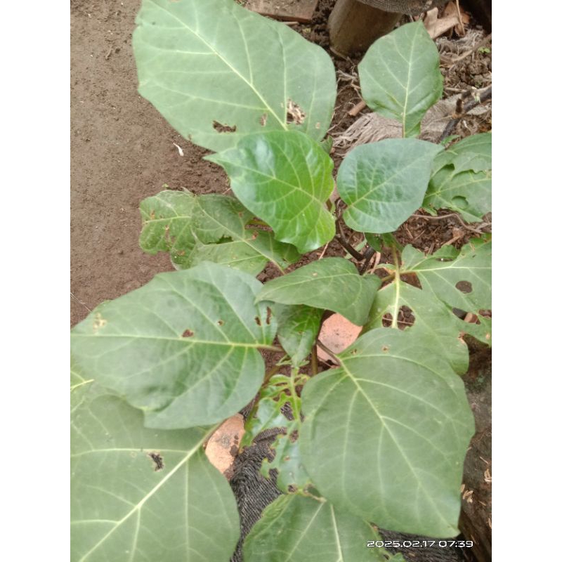 

Daun kecubung segar baru dipetik