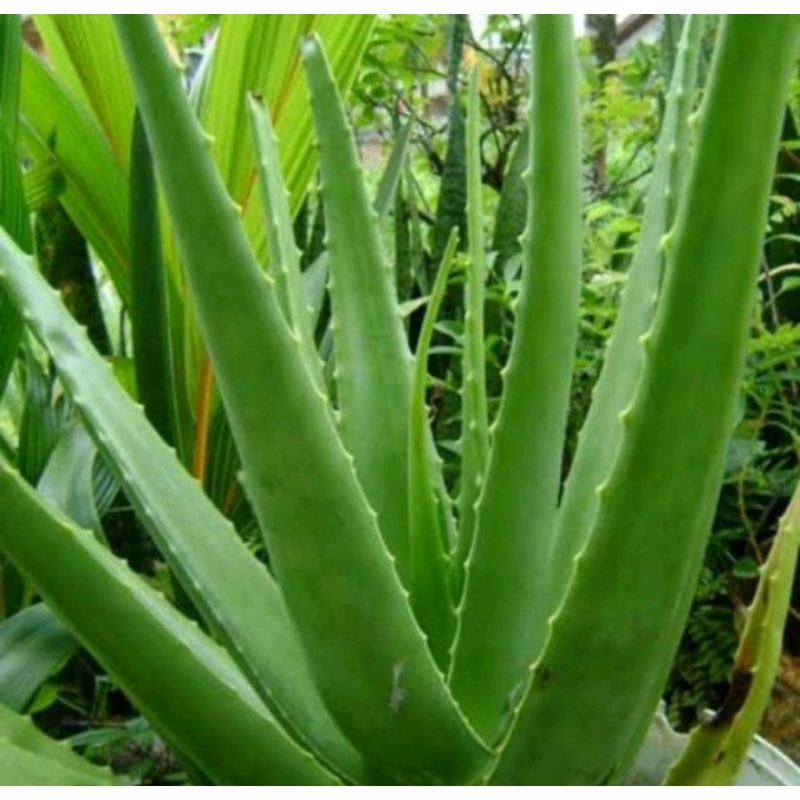 

Lidah Buaya Segar