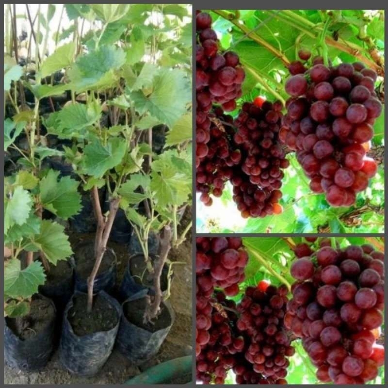 Bibit Anggur merah /Paket 3 Bibit