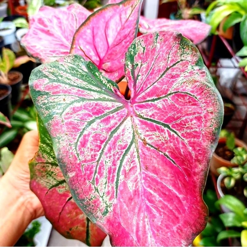 keladi tanaman hias / bunga keladi hidup silky / keladi silky hias cantik / silky keladi / bibit kel